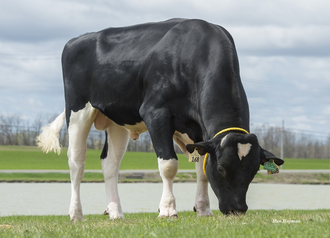Holstein dairy bull Progenesis Unicorn